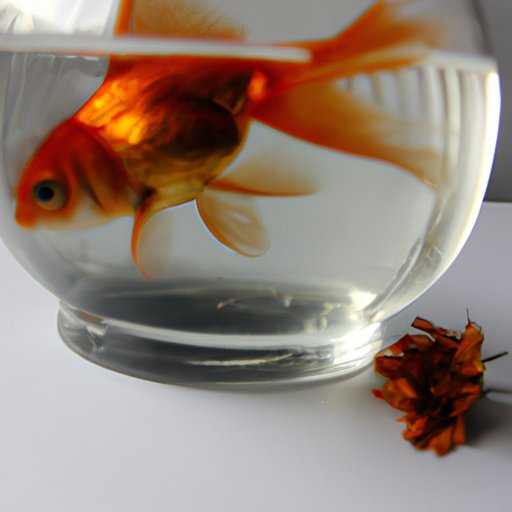 Understanding the Lifespan of Goldfish