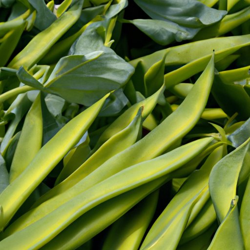 An Investigation into the Health Benefits of Harvest Snaps