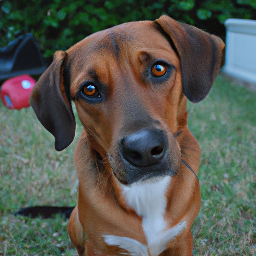 The Pros and Cons of Owning a Mutt Dog