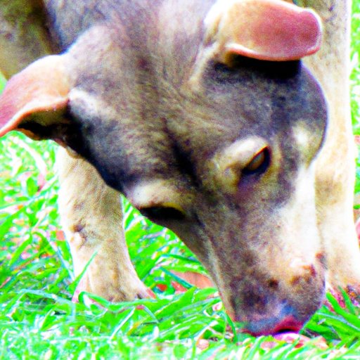 Examining the Genetics Behind Mutt Dogs and Their Health