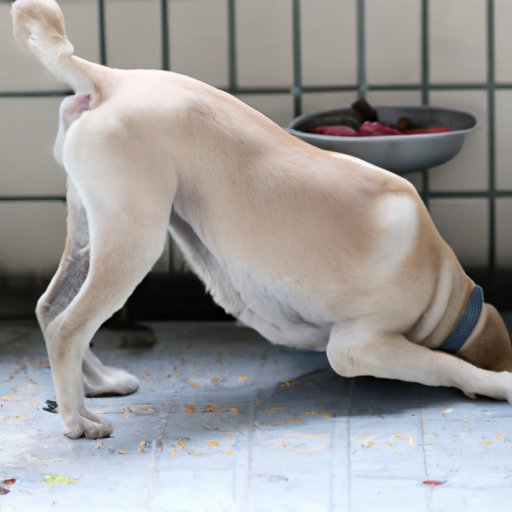 Common Health Issues in Mutt Dogs