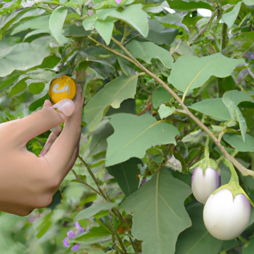 Investigating the Potential Health Risks of Eating Nightshades