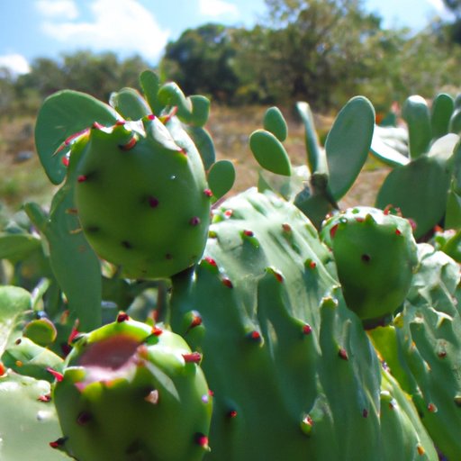 Exploring the Nutritional Benefits of Nopales