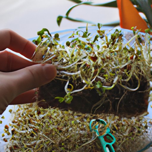 How to Grow Your Own Sprouts