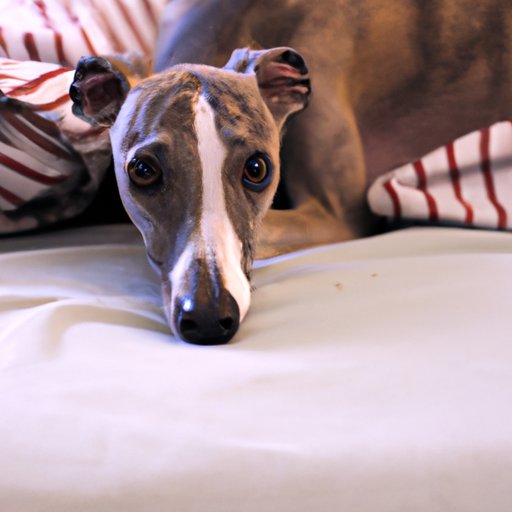 Common Health Issues in Whippets