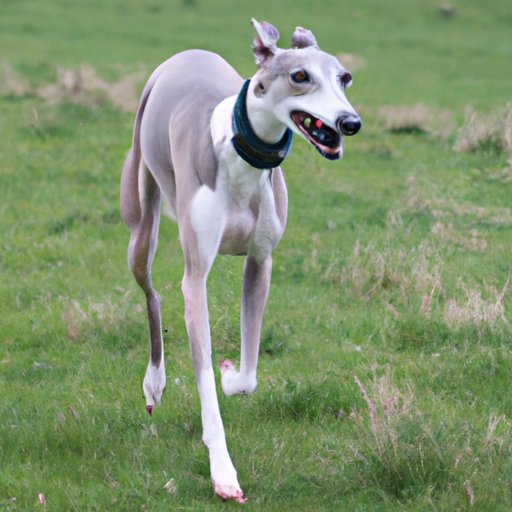 Are Whippets Bad For You? Examining the Pros and Cons The Enlightened