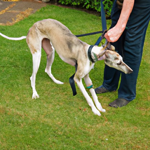 Examining the Pros and Cons of Owning a Whippet