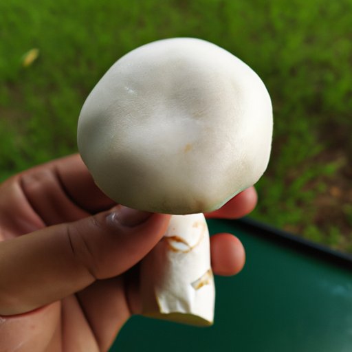 Exploring the Health Benefits of White Mushrooms