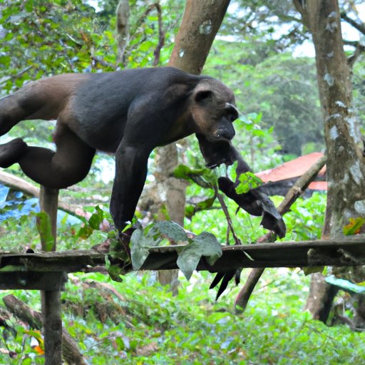 Investigating the Structural Differences Between Chimpanzees and Humans
