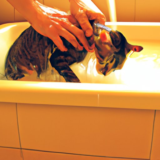 Tips for Bathing an Uncooperative Cat