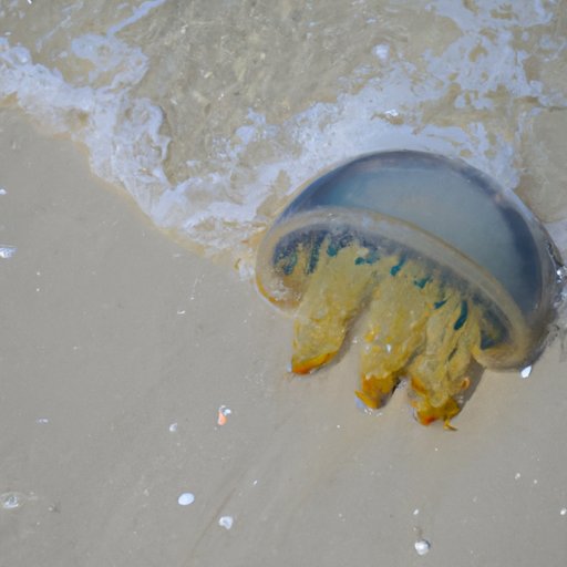 A Guide to Jellyfish Stings: What You Should Know