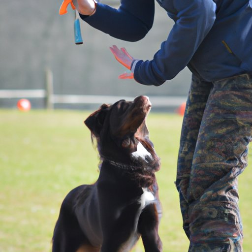 Important Tips for Training Dogs