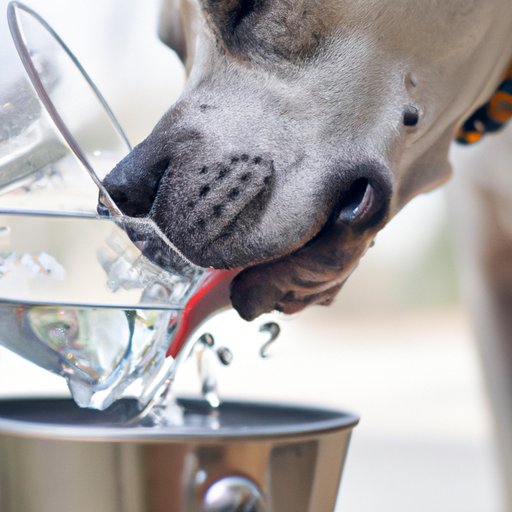 The Pros and Cons of Letting Your Dog Drink Well Water