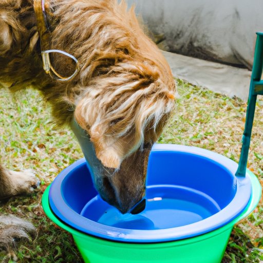 How to Assess if Well Water is Safe for Dogs to Drink