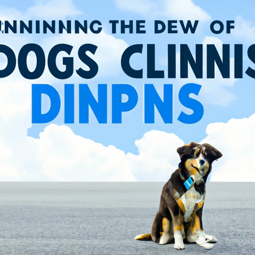 Can Dogs Travel on Planes? Everything You Need to Know Before Taking