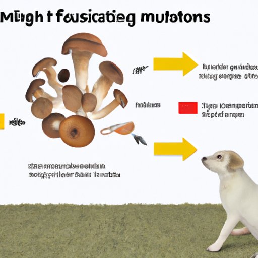 Understanding the Risk of Poisoning from Mushroom Consumption for Dogs