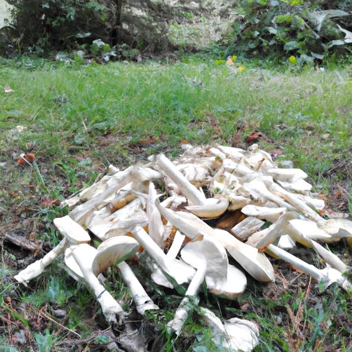 Conclusion: Keeping Dogs Safe from Dangerous Mushrooms