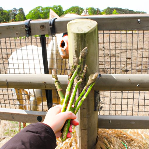 Exploring the Pros and Cons of Feeding Asparagus to Horses