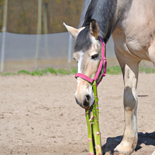 Nutritional Benefits for Horses Who Eat Asparagus