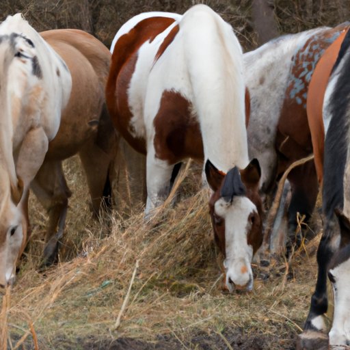 Understanding the Risks and Rewards of Feeding Cattails to Horses