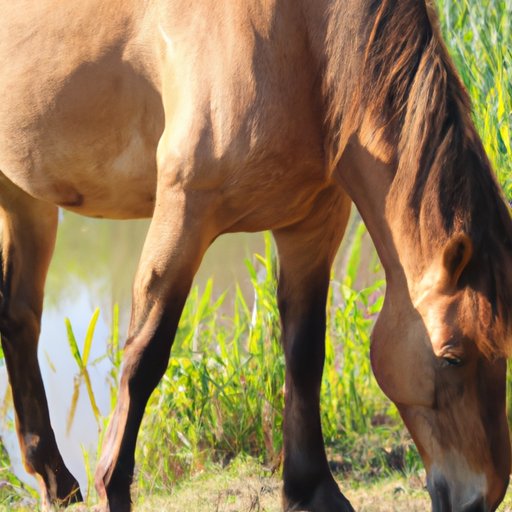 Exploring the Nutritional Benefits of Cattails for Horses