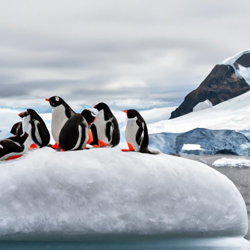 Exploring the Unique and Unforgettable Experiences of Travelling to Antarctica