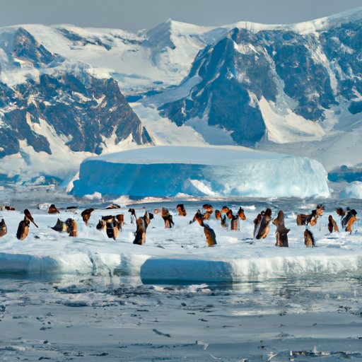 The Wildlife Wonders of Antarctica: What You Can See and Do