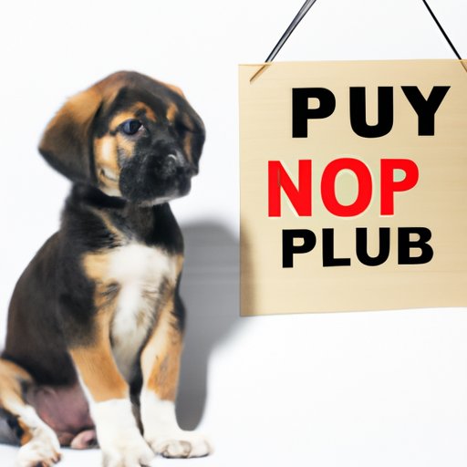 How to Buy a Puppy With No Money Down