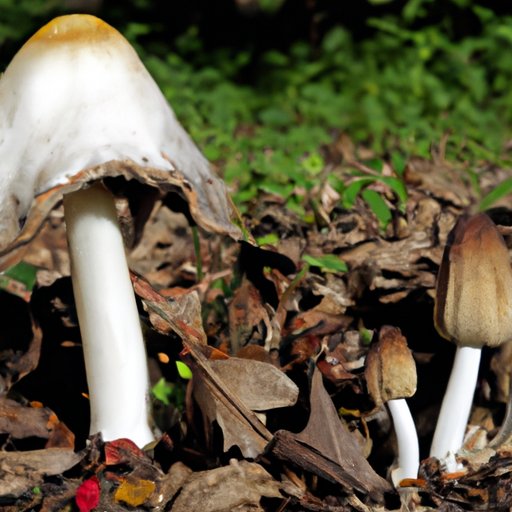 Understanding the Dangers of Misusing Mushrooms