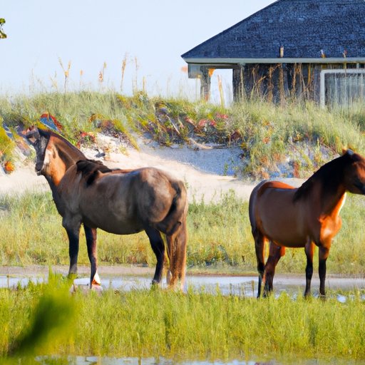 Finding the Wild Horses of Corolla: Tips for Viewing Them Without a Tour