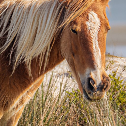 How to Get Up Close and Personal with the Wild Horses of Corolla Without Booking a Tour