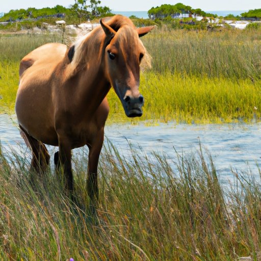 Get to Know the Wild Horses of Corolla Without Taking a Tour