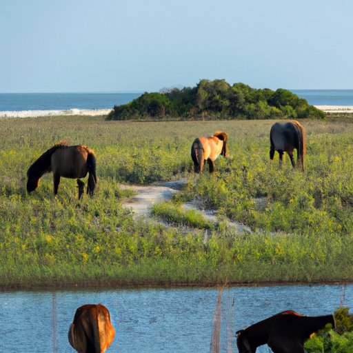 Overview of Wild Horses of Corolla