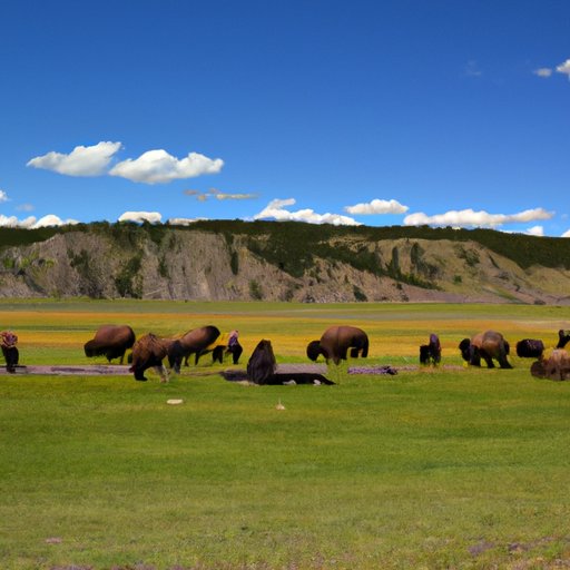 Benefits of Touring Yellowstone Ranch