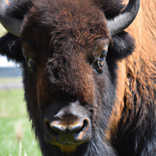 Get Up Close and Personal with Yellowstone Ranch