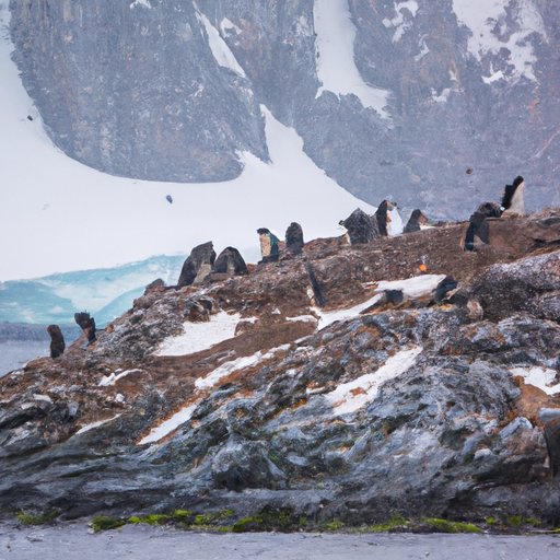 A Look at the Wildlife and Landscape of Antarctica