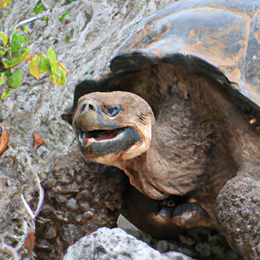 Exploring the Wildlife of the Galapagos Islands