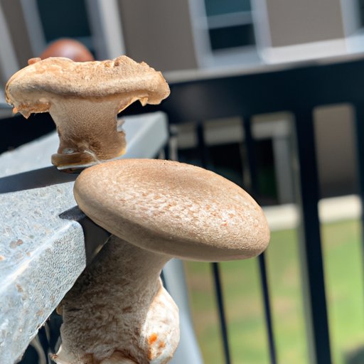 Exploring the Effects of Taking Mushrooms Two Days in a Row