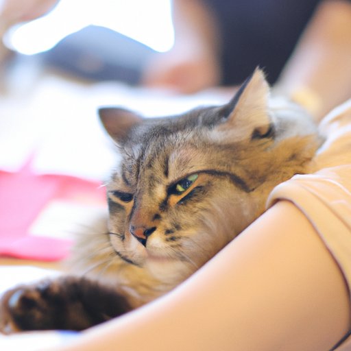 Examining Studies about Cat Behavior