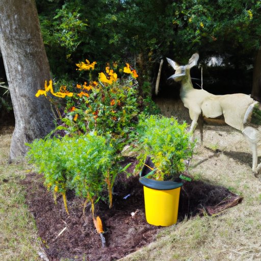 How to Attract Deer Away From Your Coreopsis Plantings