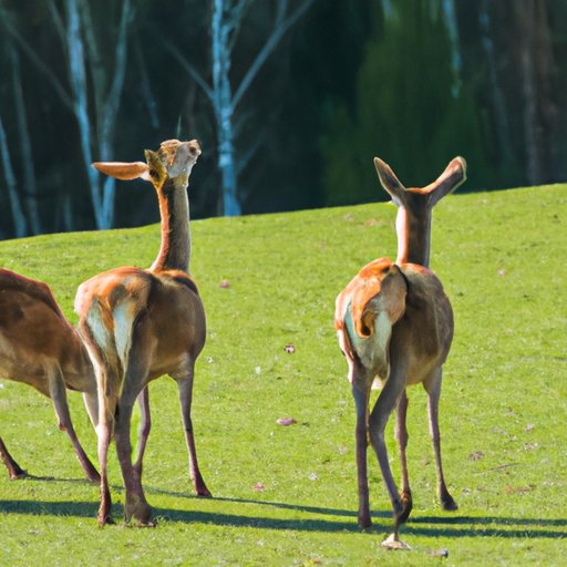 How Deer Navigate Their Surroundings: An Insight on Wind Direction