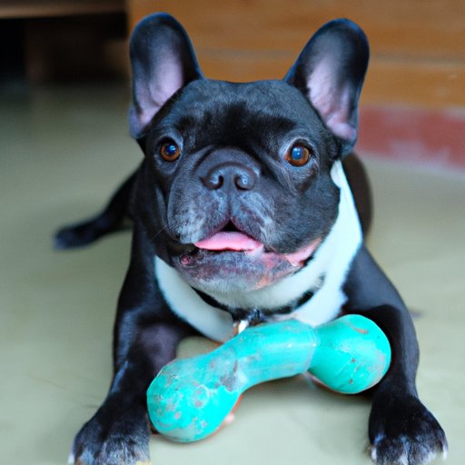Tips for Preventing Health Problems in French Bulldogs