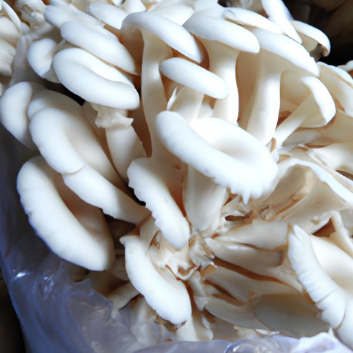 Do Mushrooms Have Any Nutritional Value? Exploring the Benefits and