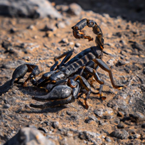 The Benefits of Pairing Up: Why Scorpions Travel Together
