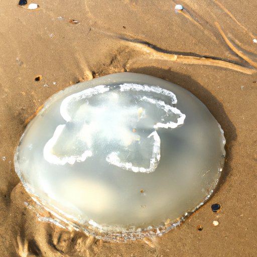 Nutritional Benefits of Eating Jellyfish for Sea Turtles