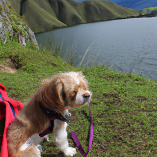 Consejos Útiles para Viajar con tu Perro