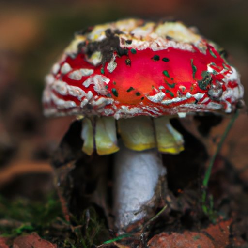 Debunking Myths About Amanita Muscaria Trips