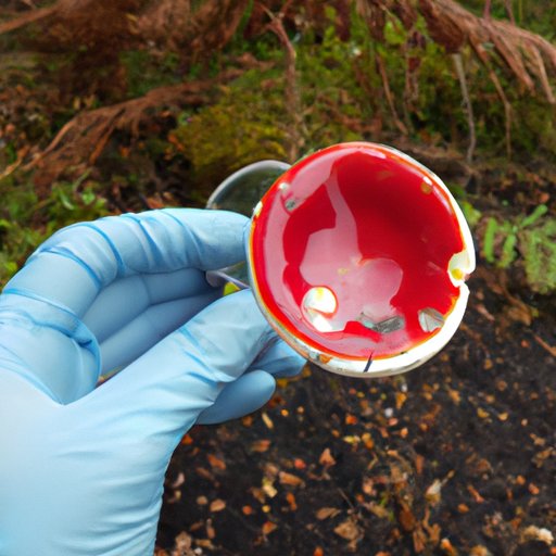 Examining the History and Effects of Amanita Muscaria