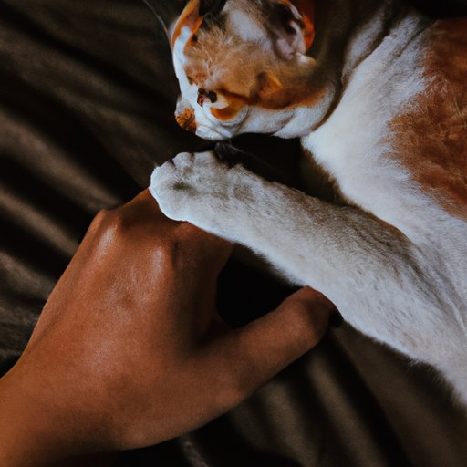 Investigating Ways Cats Comfort Humans