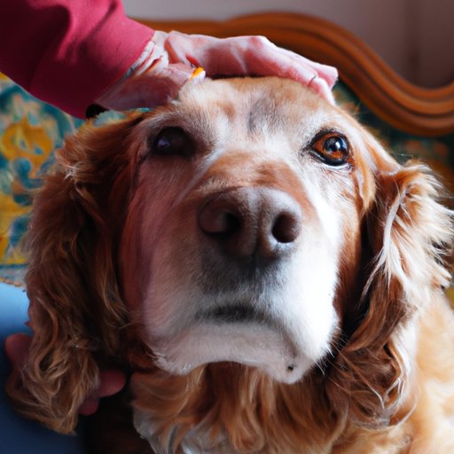 Examining How Dogs Sense Your Moods